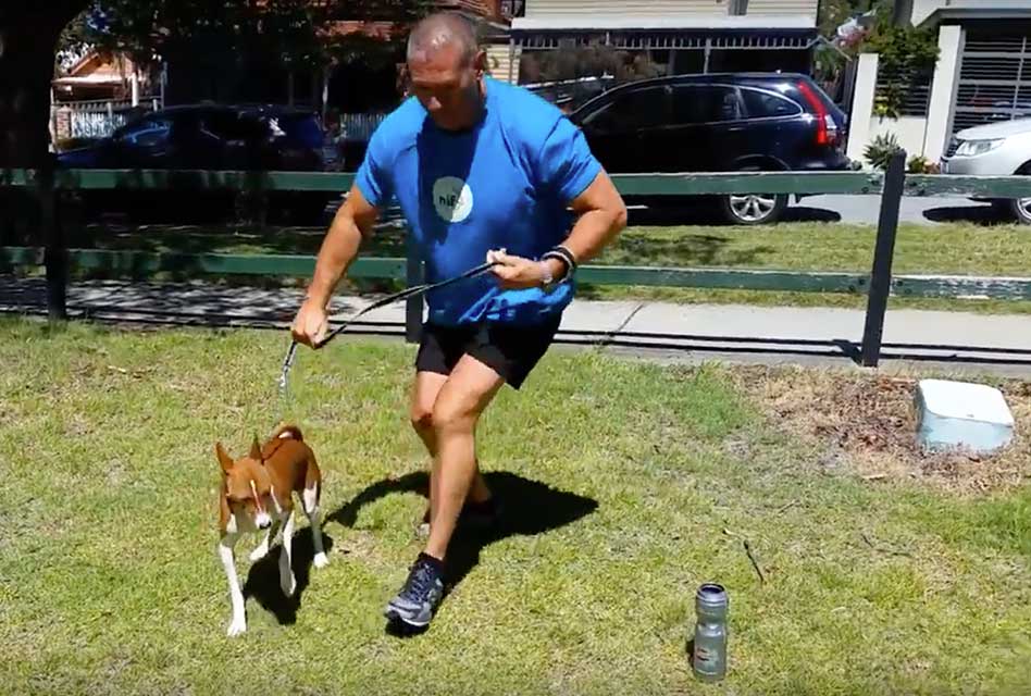 A quick fitness workout with your dog