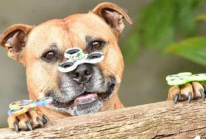 Axle Staffordshire Bull Terrier