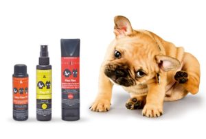 natural flea and tick treatment