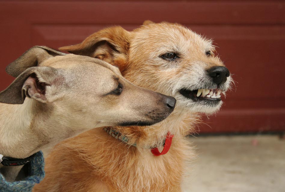 Understanding Aggression in Dogs