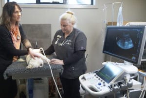 Cancer in dogs