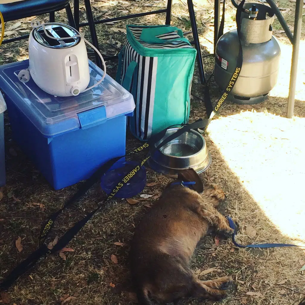 Benefits of camping with your dog