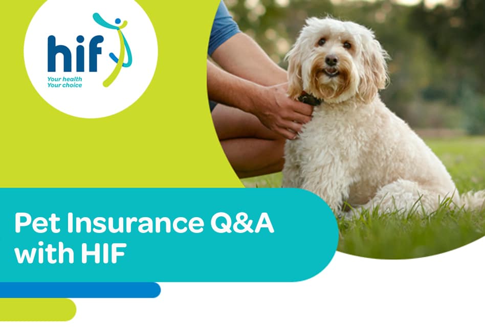 What You Need To Know About HIF Pet Insurance