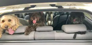 car safety tips for dogs
