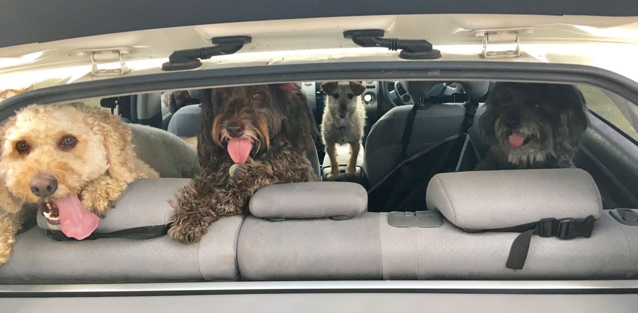 Car travel safety tips for dogs