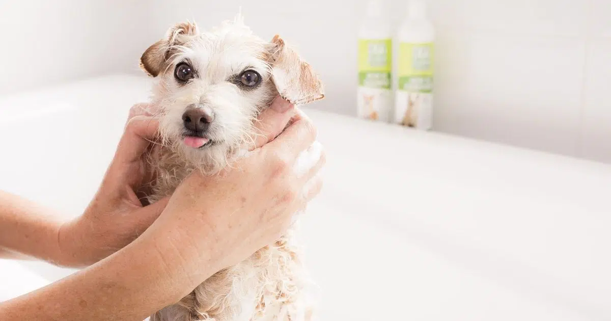 How to choose the right dog shampoo