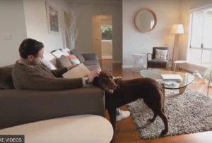 Check list for pet friendly accommodation & places to stay