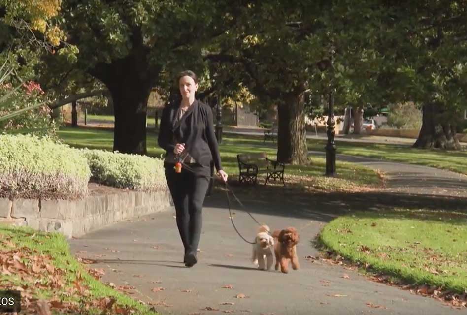 Common canine joint injuries Pooches At Play