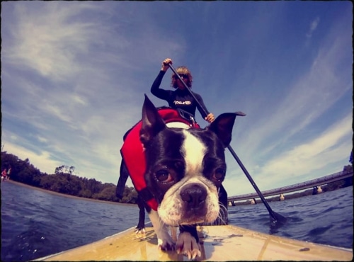 water safety tips for dogs