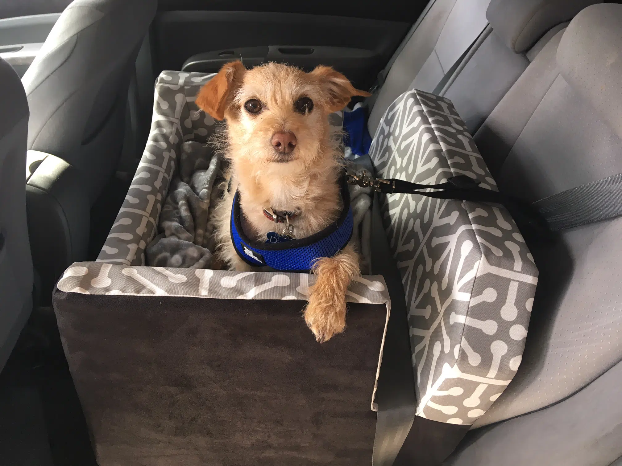 The benefits of a car booster seat for dogs