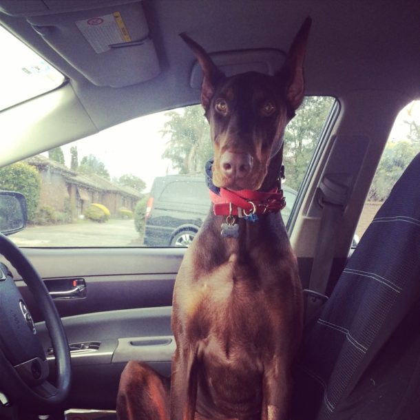 How to help stop motion sickness in dogs Pooches At Play