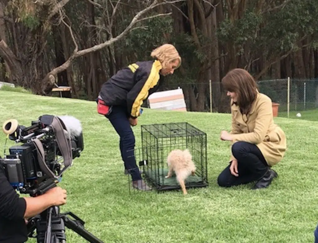 Benefits of Crate Training & How to Get it Done