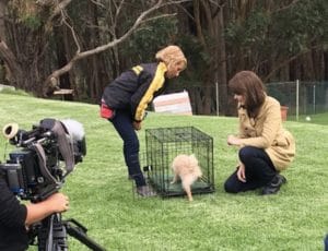 crate training