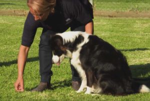 Dog Obedience Training - Sit, Recall, Yuck!