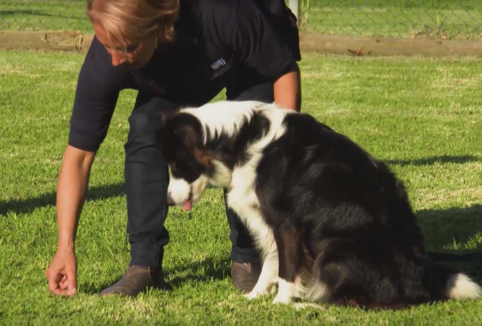Dog Obedience Training – Sit, Recall, Yuck!