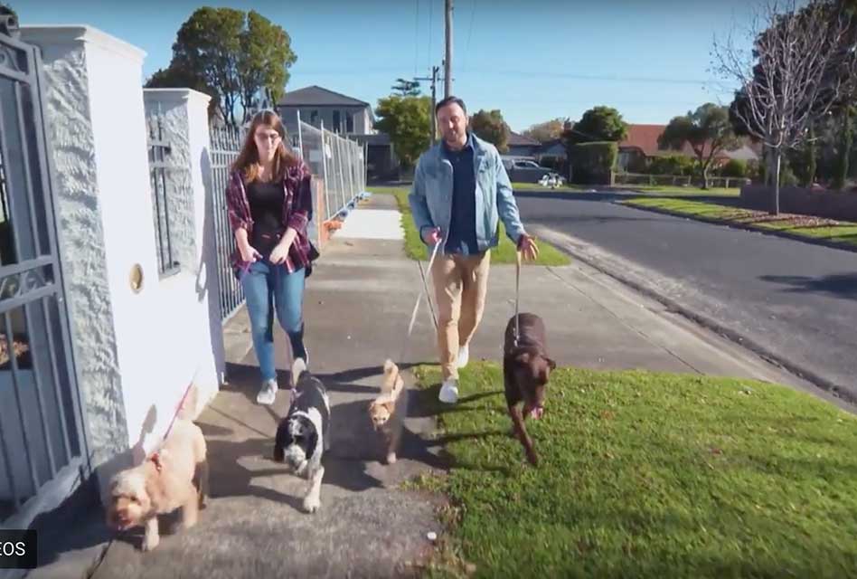 The benefits of becoming a dog walker