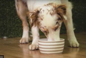 The role of food & supplements for older dog wellbeing