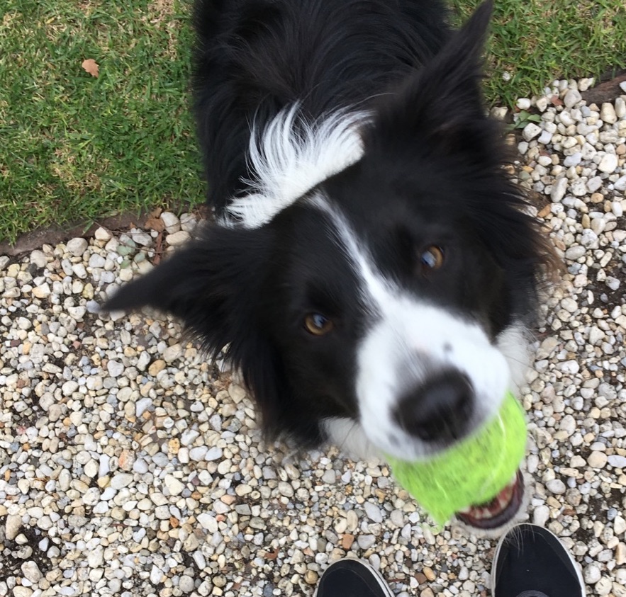 Does your dog have a ball obsession?