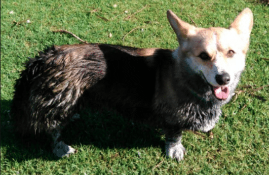 Tips for keeping your dog mud free