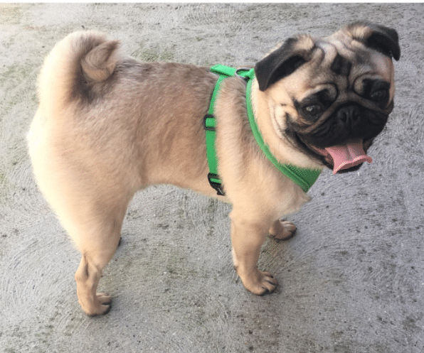 pug double curl tail