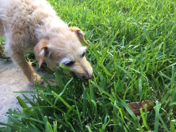 Why is my dog eating grass? - Pooches At Play