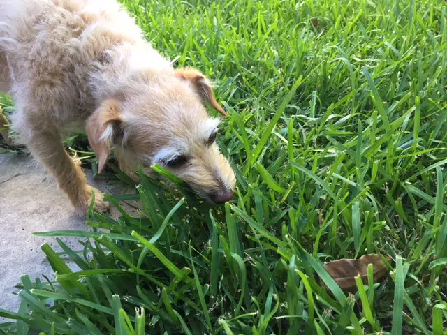 Why is my dog eating grass?