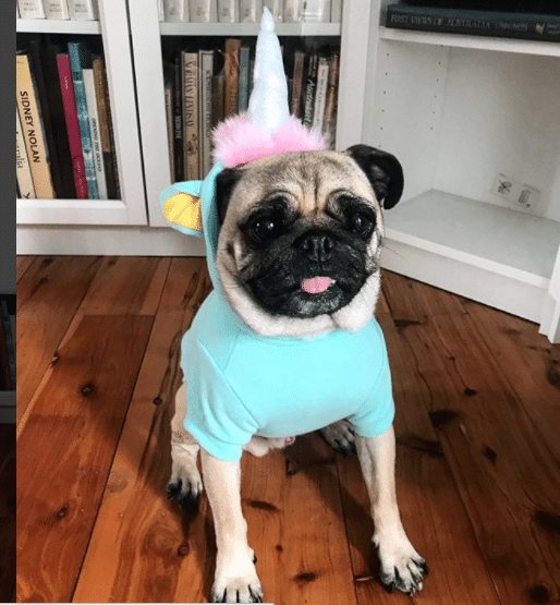 Dog costumes – the do’s & don’ts