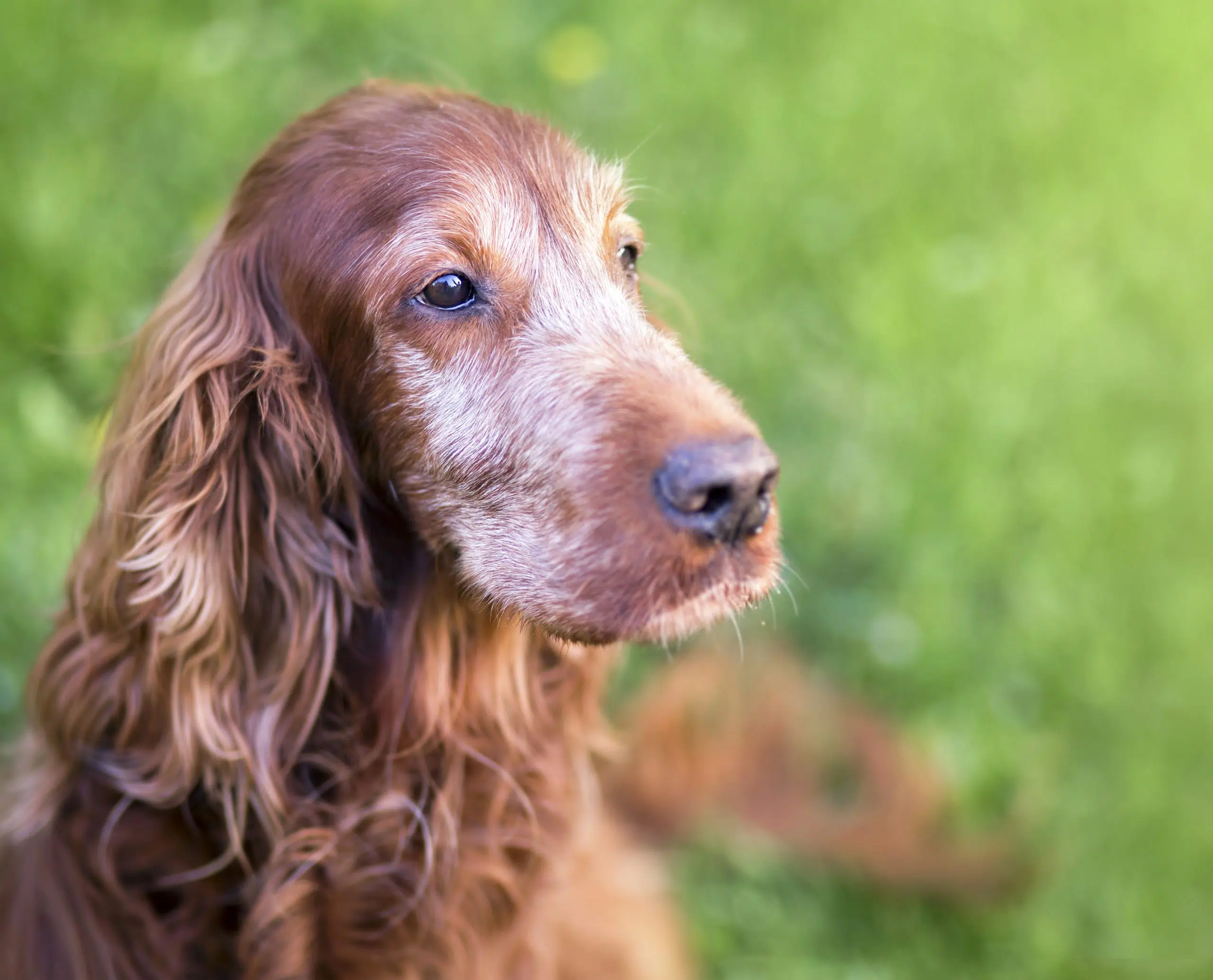 When to consider euthanasia for your pet