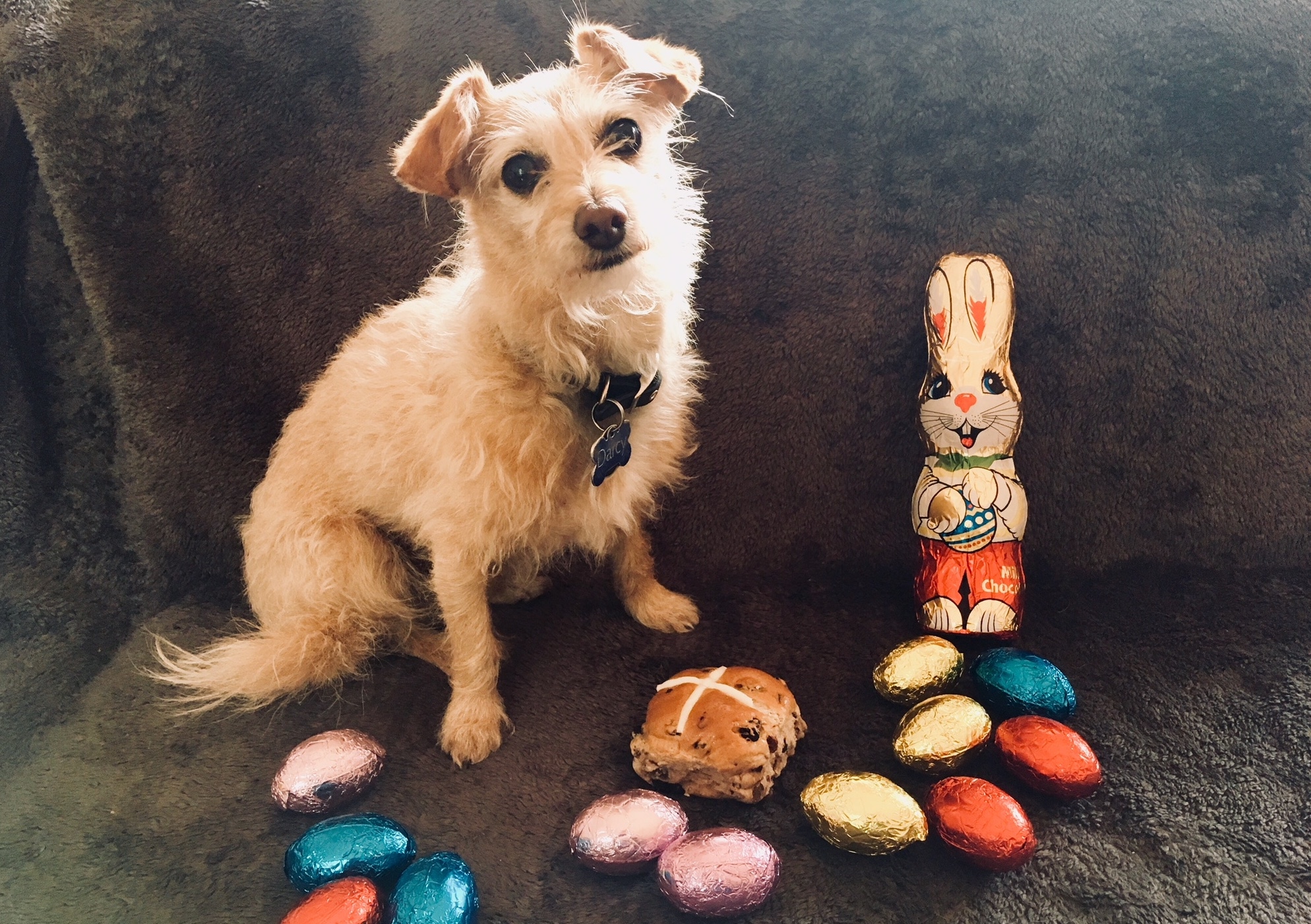 Top Tips for keeping your dog safe over Easter