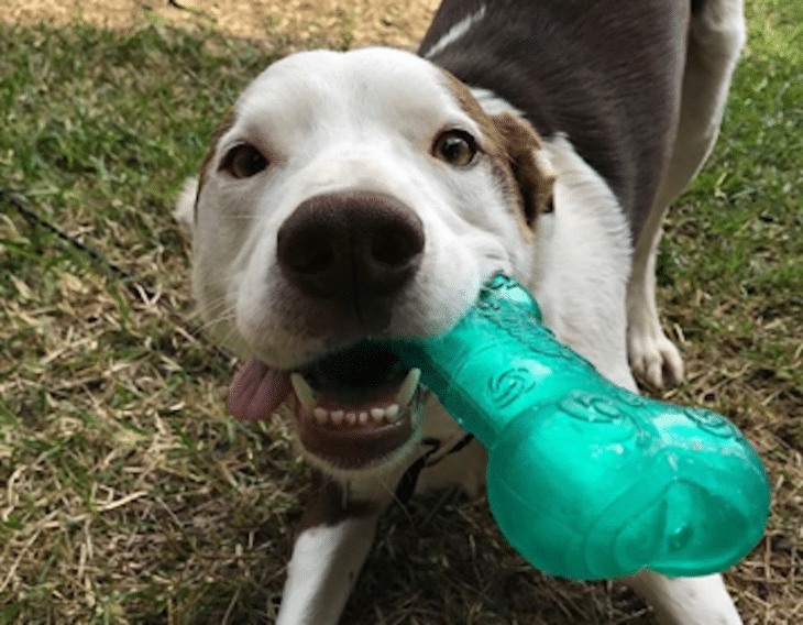 A guide to choosing the right dog toys for your pooch