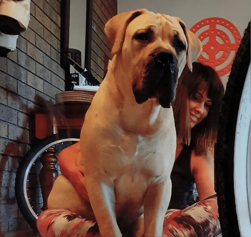 king boerboel