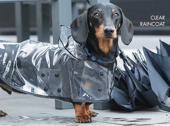 Selecting the right dog coat for your pooch