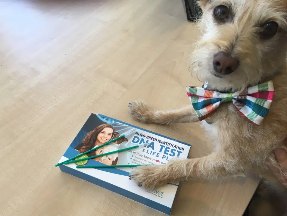 How a DNA test can help with dog training & healthcare