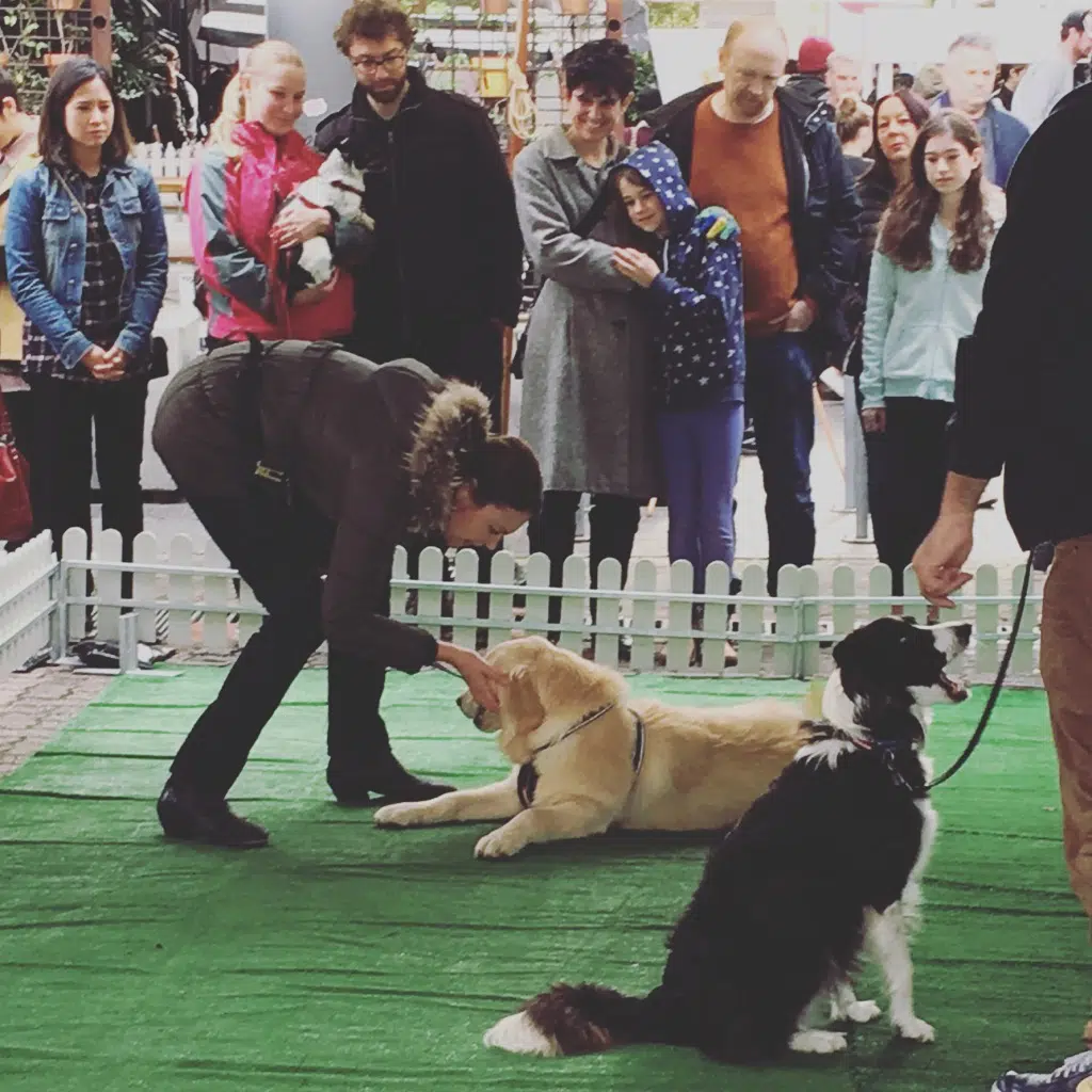 How becoming a dog trainer changed my life