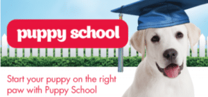 PETstock puppy school