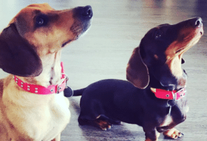 dog collar