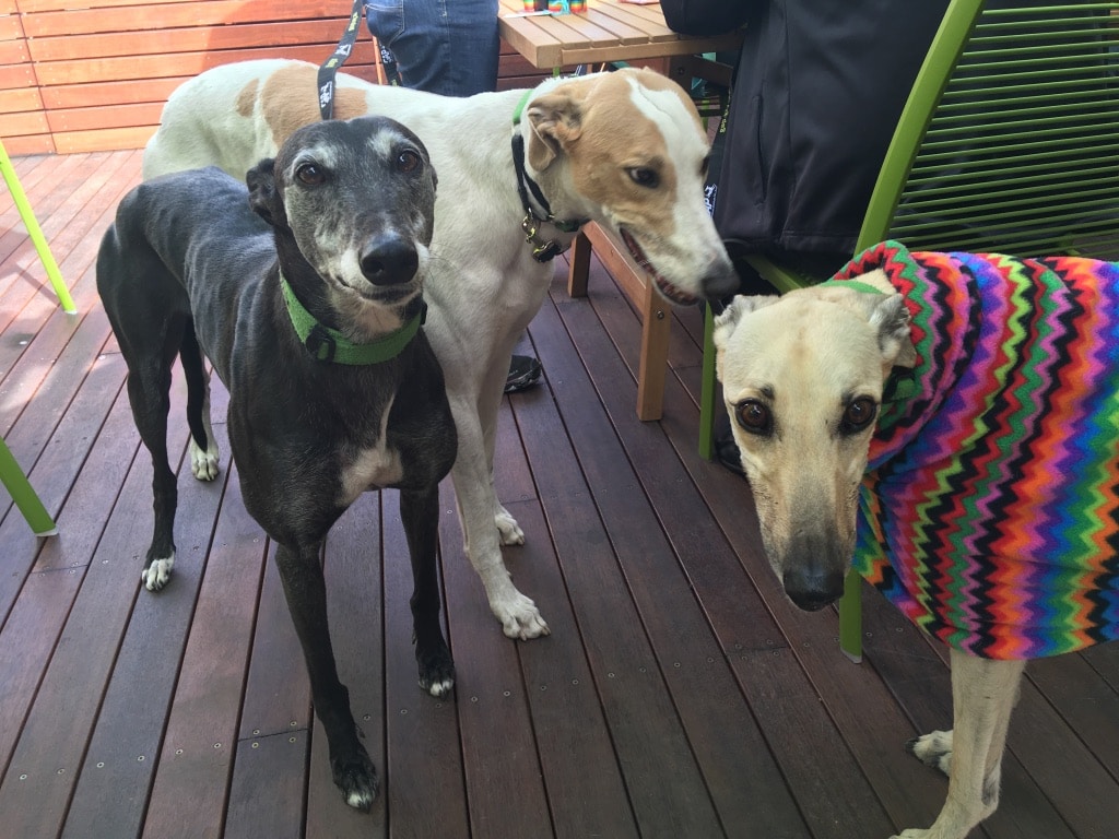 Support greyhound adoption by visiting the GAP cafe