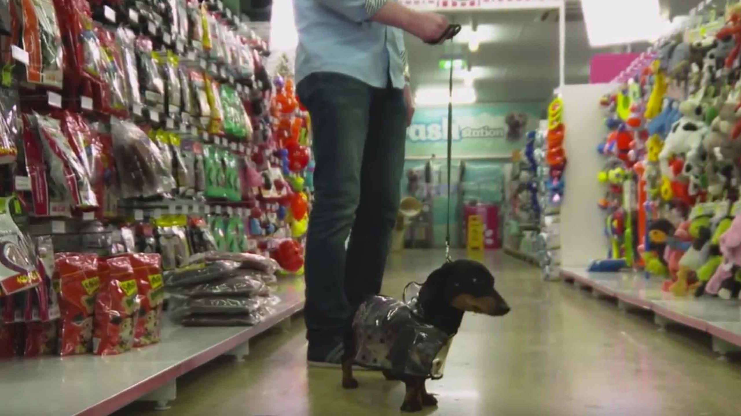 Fashion coats for our furry friends