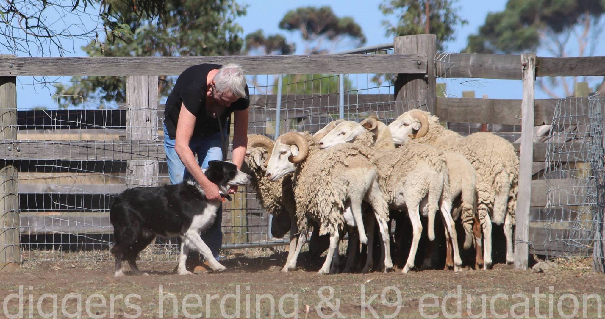 How herding training can help with dog behaviour issues
