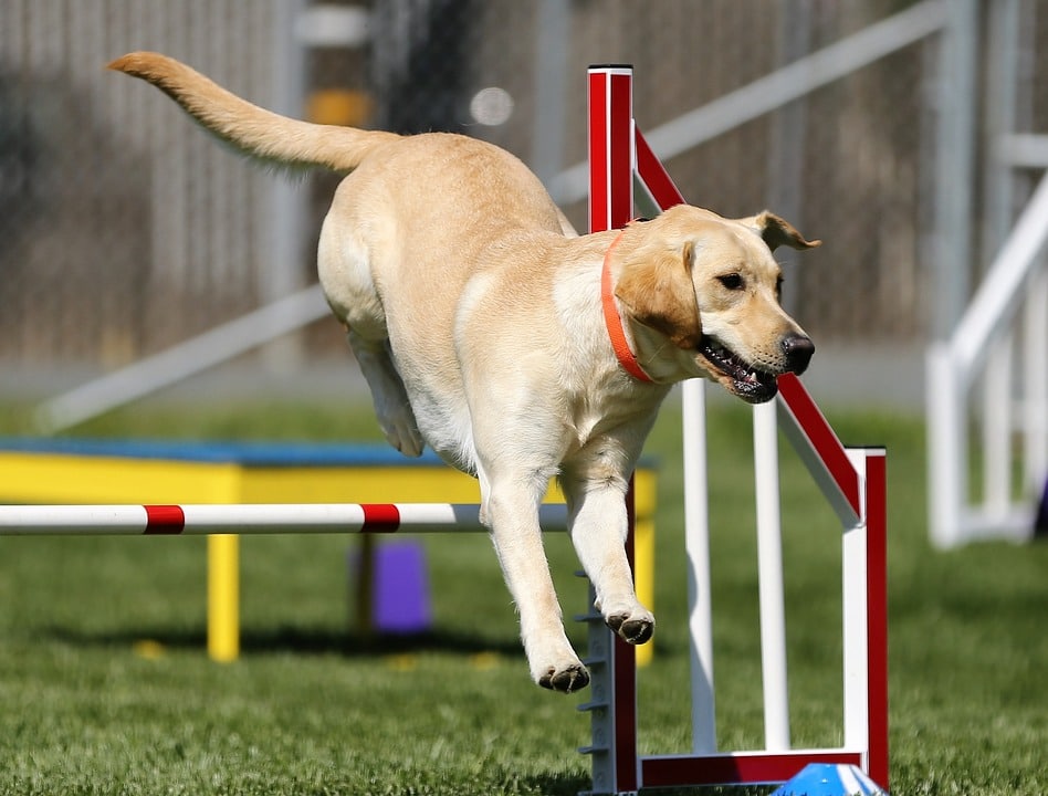 The benefits of doing agility for dogs and owners