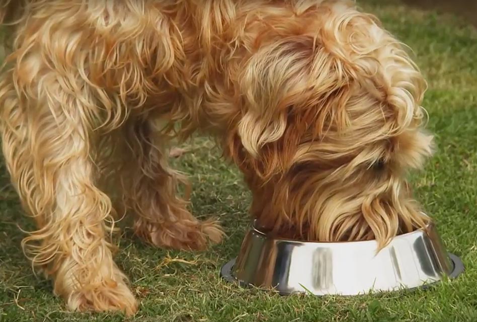 Evolution of the Dog and impact of diet