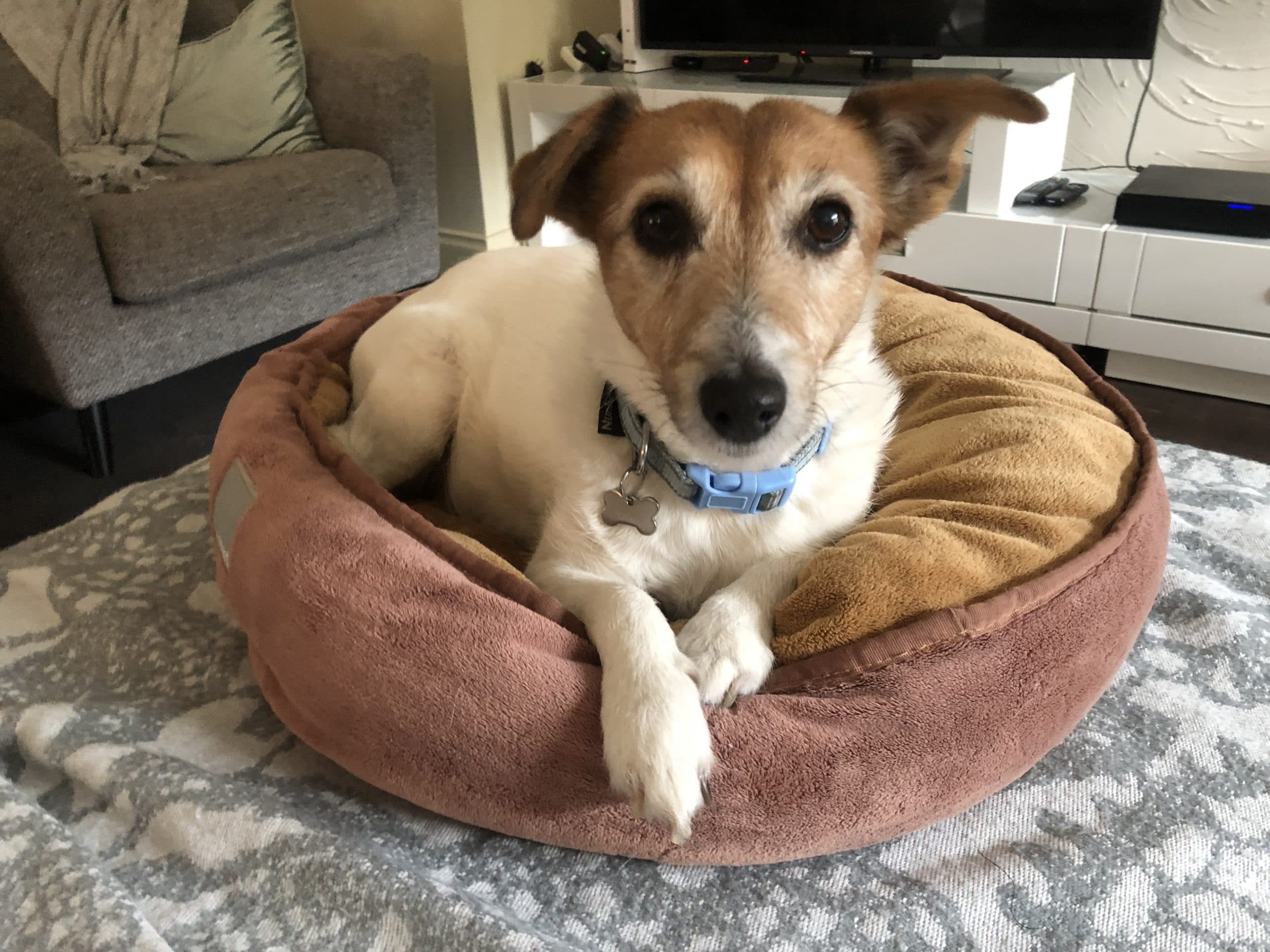Choosing a dog bed that is right for your pooch