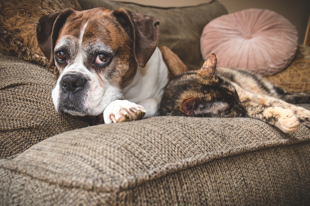 Advice to help you cope with the loss of a pet