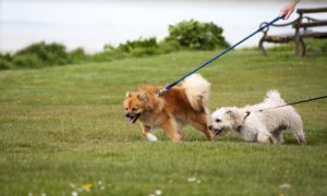 dog pulling on lead