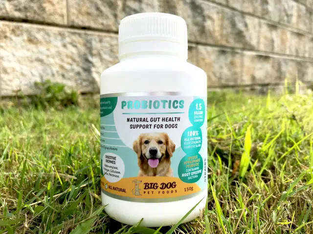 How probiotics promote a healthy digestive system in pets