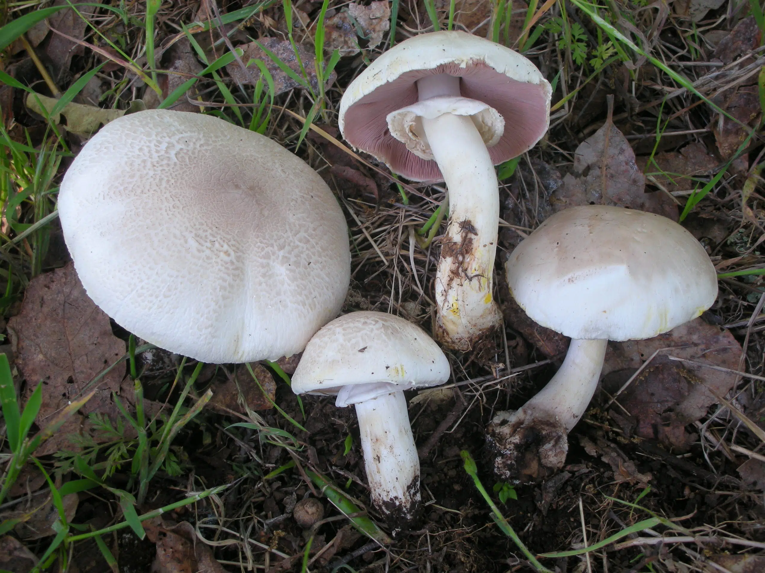 Keep your dog safe from poisonous mushrooms & toxic plants