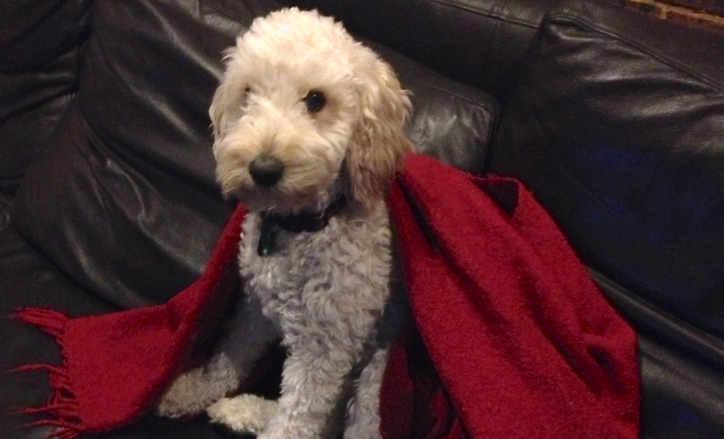 Pawsome Prize Pack Winner – Round 2!