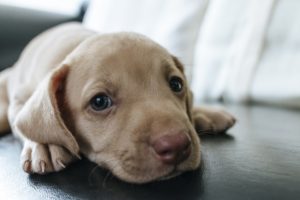 vaccination for dogs