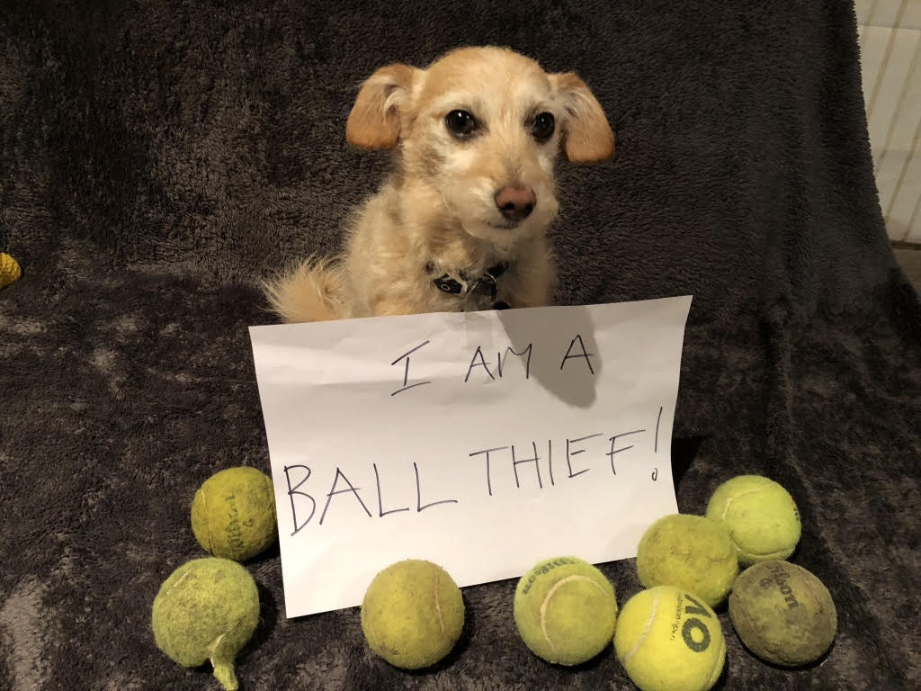 Choosing the right ball for your dog
