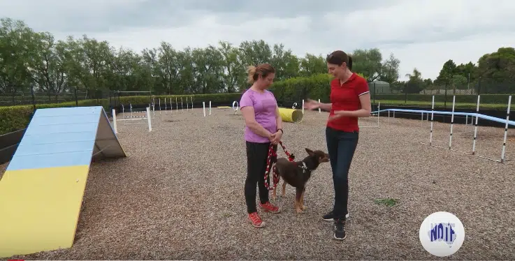 How dog agility can benefit you and your dog